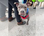 Small American Staffordshire Terrier Mix