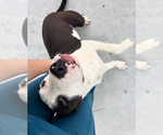 Small #1 American Pit Bull Terrier-Labrador Retriever Mix