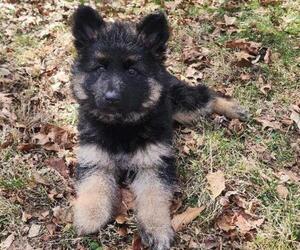 German Shepherd Dog Litter for sale in GLENSHAW, PA, USA