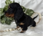 Small #5 Dachshund