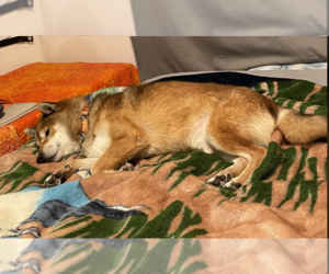 Syd - Male Shiba Inu Dog for Adoption - Photo #2