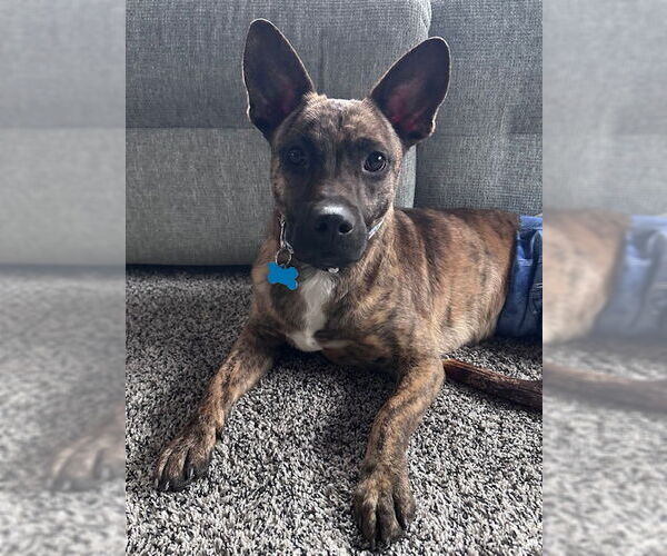 Medium Photo #3 Mutt Puppy For Sale in Plainfield, IL, USA