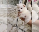 Small Photo #29 Pomeranian Puppy For Sale in CITRUS HEIGHTS, CA, USA