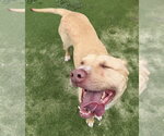 Small #3 Labrador Retriever Mix