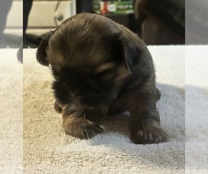 Shih Tzu Litter for sale in DUFF, TN, USA