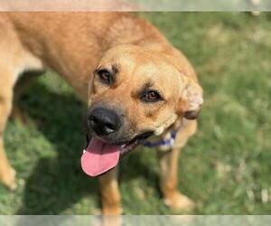 Black Mouth Cur-Unknown Mix Dogs for adoption in Tulsa, OK, USA