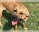 Small Black Mouth Cur Mix