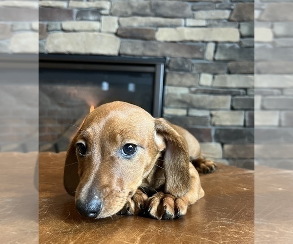Medium Photo #2 Dachshund Puppy For Sale in NOBLESVILLE, IN, USA