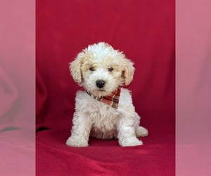 Poodle (Toy) Puppy for sale in LINCOLN UNIV, PA, USA