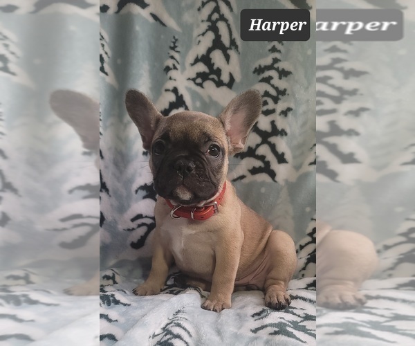 Medium Photo #1 French Bulldog Puppy For Sale in MINERAL WELLS, WV, USA