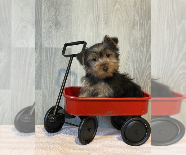 Medium Photo #4 Yorkshire Terrier Puppy For Sale in CANOGA, NY, USA