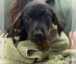 Ernest - Male Labrador Retriever-Unknown Mix Dog for Adoption - Small photo