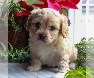 Cavachon Puppy for sale in MORGANTOWN, PA, USA