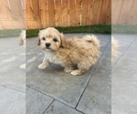Small #2 Maltipoo (Miniature)