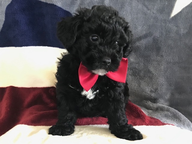 Medium Photo #3 Poochon Puppy For Sale in HONEY BROOK, PA, USA