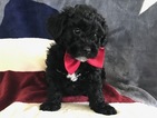 Small Photo #3 Poochon Puppy For Sale in HONEY BROOK, PA, USA