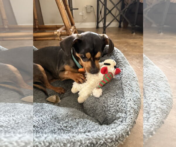 Medium Photo #7 Chipin Puppy For Sale in Lake Elsinore, CA, USA