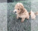 Small Photo #1 Labradoodle-Poodle (Miniature) Mix Puppy For Sale in BOWLING GREEN, KY, USA
