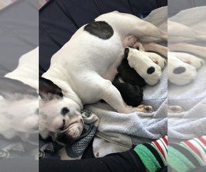 Mother of the French Bulldog puppies born on 01/24/2022