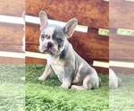 Small Photo #4 French Bulldog Puppy For Sale in SEATTLE, WA, USA