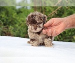 Small #8 ShihPoo
