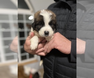 Saint Bernard Puppy for sale in HAXTUN, CO, USA