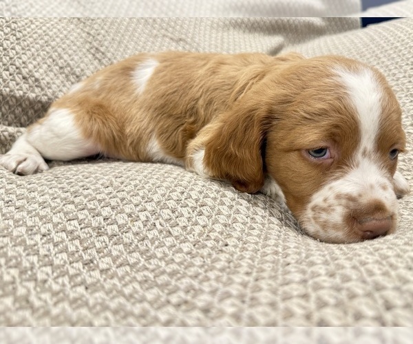 Medium Photo #7 Brittany Puppy For Sale in ORRUM, NC, USA