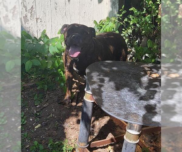 Medium Photo #1 Mutt Puppy For Sale in San Antonio, TX, USA