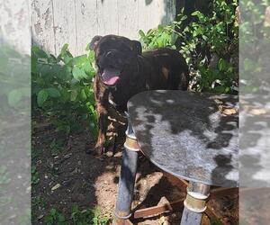 Mutt Dogs for adoption in San Antonio, TX, USA