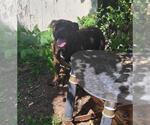 OHHYEAH - Male Mutt Dog for Adoption - Small photo