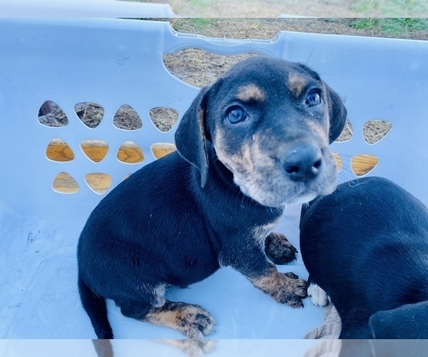 Medium Photo #5 Catahoula Leopard Dog Puppy For Sale in COOKEVILLE, TN, USA