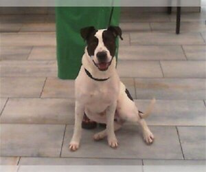 American Pit Bull Terrier-Unknown Mix Dogs for adoption in Charlotte, NC, USA