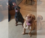 Small Photo #10 Dogue de Bordeaux Puppy For Sale in BETHANY, MO, USA