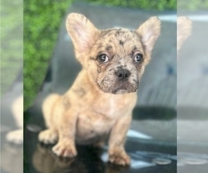 French Bulldog Puppy for sale in SEATTLE, WA, USA