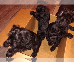 Schnauzer (Miniature) Puppy for sale in ENID, OK, USA