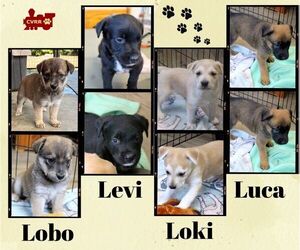 Retriever -Unknown Mix Dogs for adoption in Lindsay, CA, USA