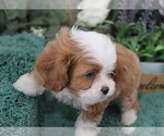 Small #5 Cavapoo (Miniature)