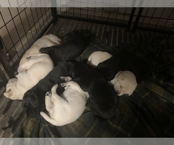 Medium Photo #1 Labrador Retriever Puppy For Sale in MOXEE, WA, USA