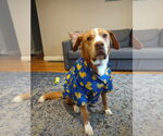 Small #12 Saint Bernard Mix