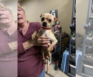 Chihuahua-Unknown Mix Dogs for adoption in New London, WI, USA