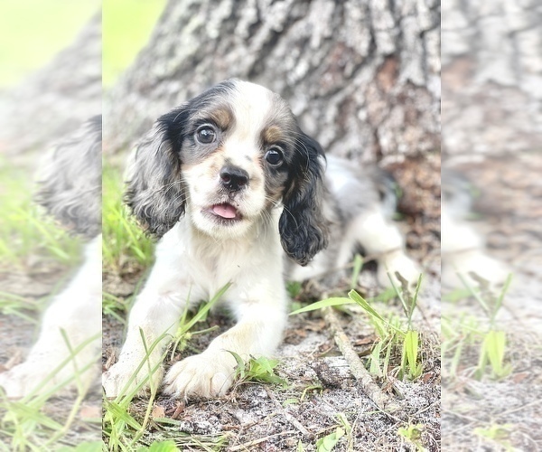 Medium Photo #1 Cavalier King Charles Spaniel Puppy For Sale in SAINT CLOUD, FL, USA
