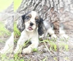 Small Photo #1 Cavalier King Charles Spaniel Puppy For Sale in SAINT CLOUD, FL, USA