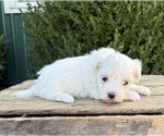 Small #2 Maltese