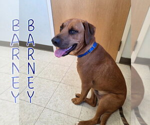 Barney - Male Mutt Dog for Adoption - Photo #7