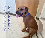 Small #6 Redbone Coonhound