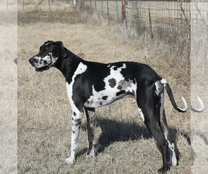 Father of the Great Dane puppies born on 10/26/2020