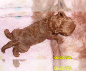 Poodle (Miniature) Puppy for sale in DULUTH, GA, USA