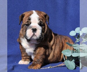 English Bulldog Puppy for sale in NEW HOLLAND, PA, USA