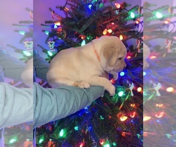 Medium Photo #6 Labrador Retriever Puppy For Sale in FAYETTEVILLE, OH, USA