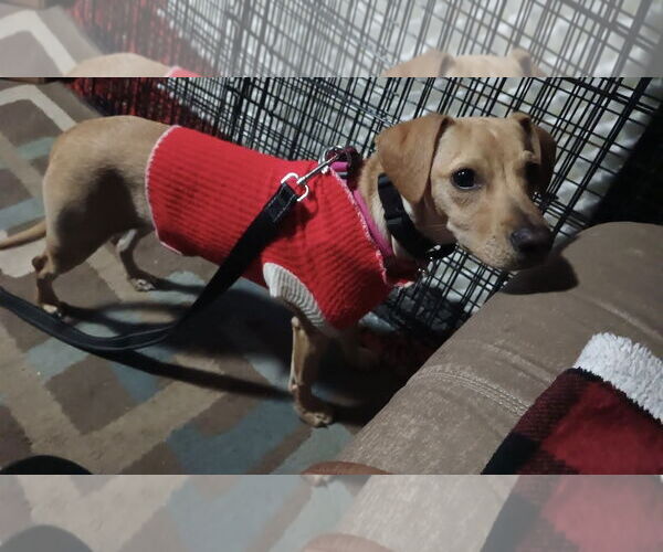 Medium Photo #3 Jack Russell Terrier-Labrador Retriever Mix Puppy For Sale in Princeton, MN, USA